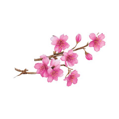 sakura flower hand drawn with watercolor painting style illustration