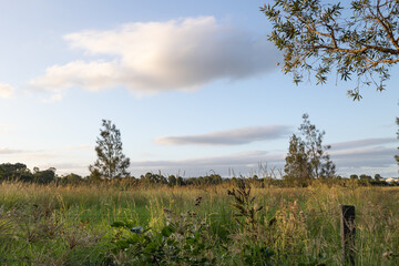 trees in a field