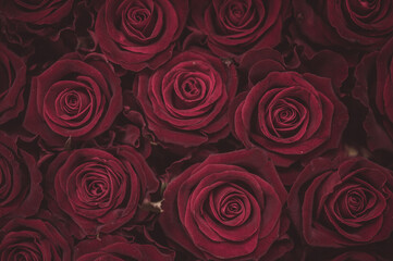Red roses on canvas, copy space. © malgo_walko
