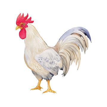 white rooster hand drawn with watercolor painting style illustration
