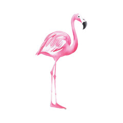 flamingo hand drawn with watercolor painting style illustration