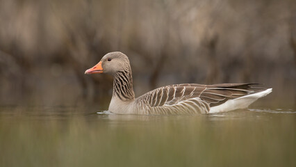 goose on the water, anser anser