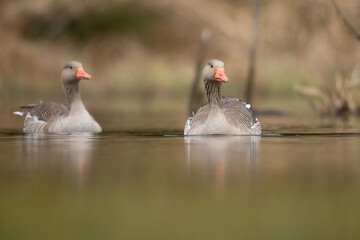 geese couple on the lake