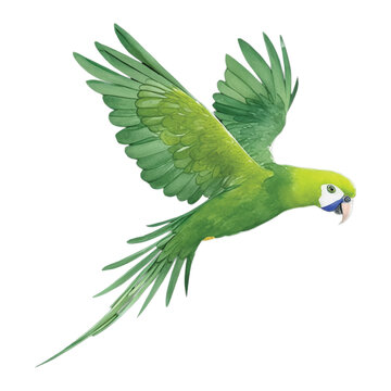 green parrot hand drawn with watercolor painting style illustration
