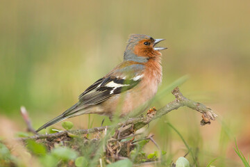 bird's song, by chaffinch, fringilla coelebs