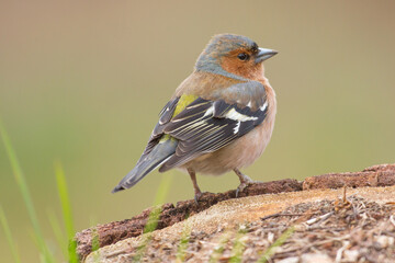 male of common chaffinch, Fringilla coelebs