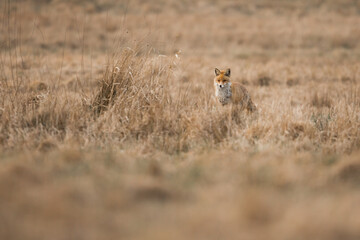 fox in the grass