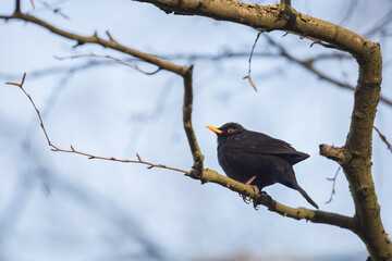 blackbird on a branch