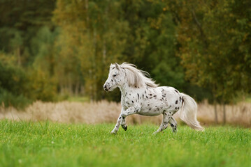 Beautiful appaloosa pony running in the field