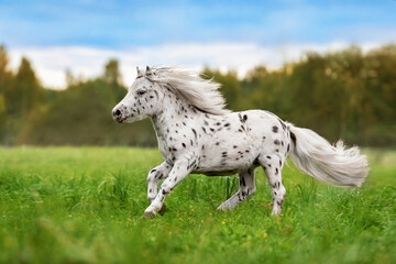 Beautiful appaloosa pony running in the field