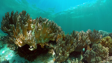 Naklejka na ściany i meble Tropical colourful underwater seascape. Tropical fishes and coral reef underwater. Underwater landscape. Philippines.
