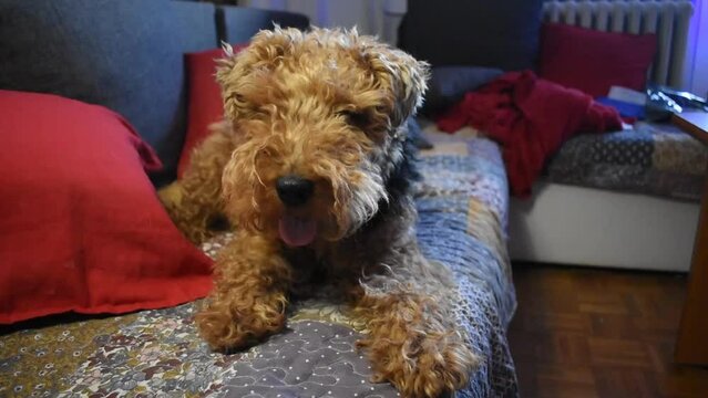 Welsh terrier sitting on a sofa with tongue out