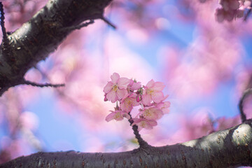 河津桜