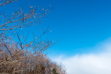 冬の青空と木々の風景