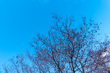 冬の青空と木々の風景