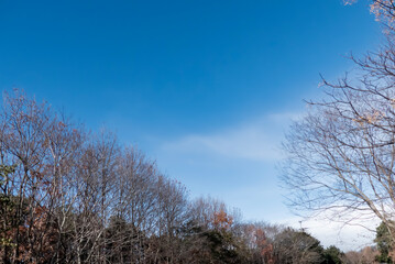 冬の青空と木々の風景