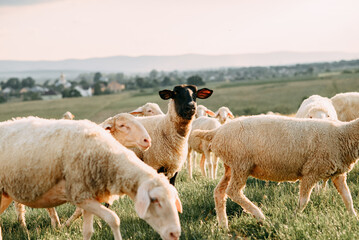 sheep and lambs