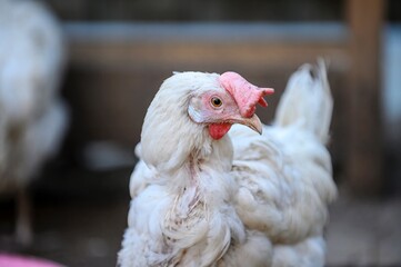 A chicken with white plumage and a red comb walks in a farmyard and tilts its head and looks intently into the camera. Close-up of the bird, blurred background.