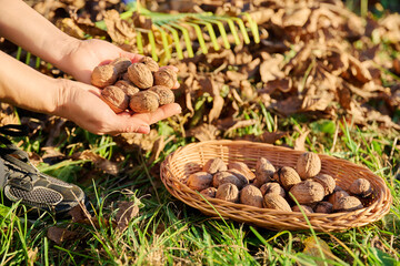 Close-up of ripe walnuts in hands of woman picking nuts in basket