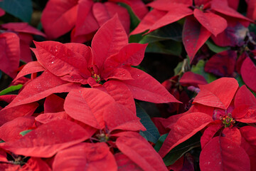 red poinsettia in pot