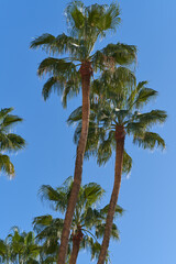 Obraz na płótnie Canvas palm trees seen from below on blue sky background with copy space