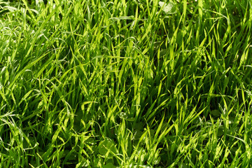 uncut green grass on sunny day