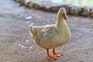white duck on the ground in the park
