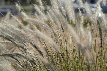 golden wheat field and sunny day