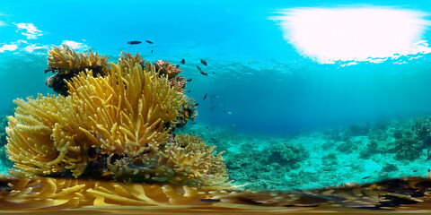Naklejka premium Beautiful underwater landscape with tropical fishes and corals. Life coral reef. Reef Coral Garden Underwater. Philippines. 360 panorama VR