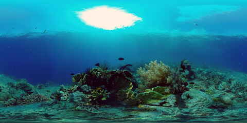 Naklejka na ściany i meble Underwater fish garden reef. Reef coral scene. Coral garden seascape. Philippines. 360 panorama VR