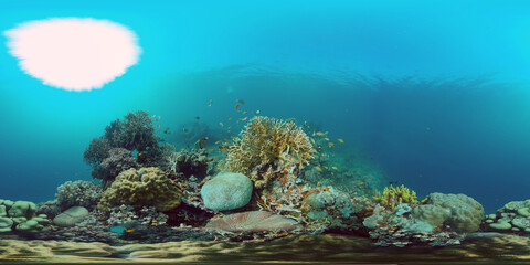 Reef Coral Scene. Tropical underwater sea fish. Hard and soft corals, underwater landscape. Philippines. Virtual Reality 360.