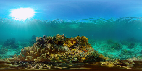 Underwater fish garden reef. Reef coral scene. Seascape under water. Philippines. Virtual Reality 360.