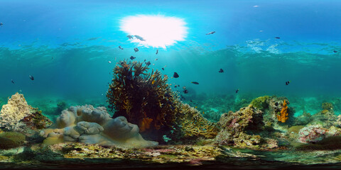 Obraz na płótnie Canvas Underwater Scene Coral Reef. Underwater sea fish. Tropical reef marine. Colourful underwater seascape. Philippines. Virtual Reality 360.