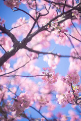 河津桜と空