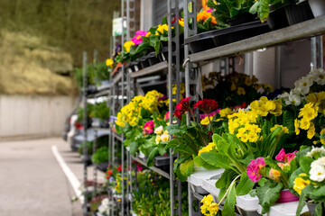 Fototapeta na wymiar A lot of spring flowers in pots are sold in the shop on the street.