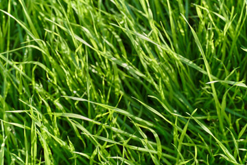 Fototapeta na wymiar long green grass