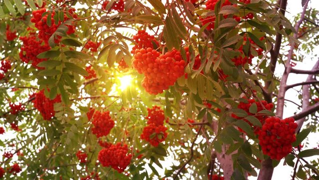 sun rays and branches of red rowan