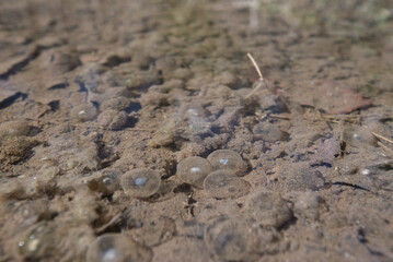 Frog Eggs Below the Surface of Muddy Puddle
