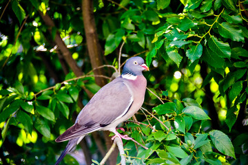 Pigeon in the branches of the tree preparing the nest to have their young
