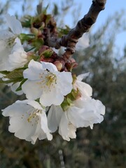 Fiori di ciliegio