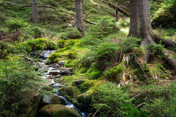 Fototapeta na wymiar Green forest landscape