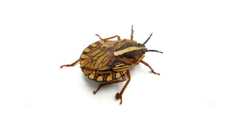 Worldwide pest brown marmorated stink bug Halyomorpha halys (adult). an invasive species from Asia....