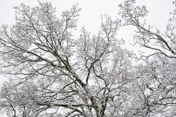 légére couche de neige sur les arbres
