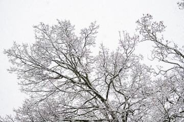 légére couche de neige sur les arbres