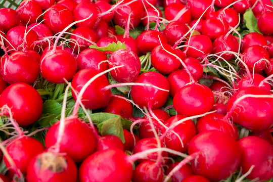 Fresh red radish on a local market selling regional organic food
