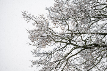 légére couche de neige sur les arbres