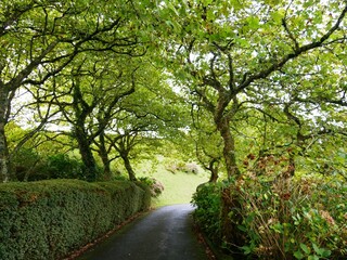 Route forestière bordée d'arbre du miradouro Pico do Ferro sur l'île de Sao Miguel dans l'archipel des Açores au Portugal. Europe