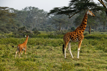 Obraz premium Giraffes