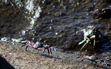 Crab on the rocks