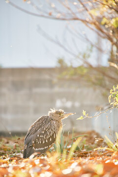 bird on the ground